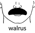 Walrus